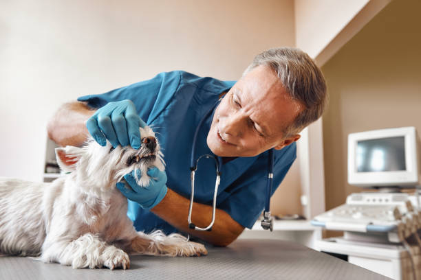 Best Emergency Dental Services for Seniors in Merchantville, NJ